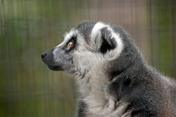 this is a close up of a ring-tail lemur
