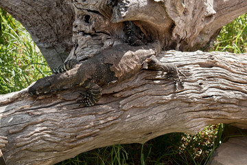 lace lizard  resting on a log