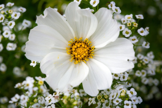 image taken above white cosmos and alyssum blossom