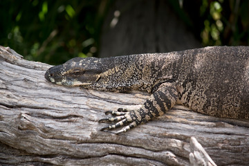 lace lizard  resting on a log