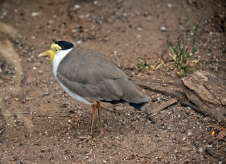 masked lapwing looking for food