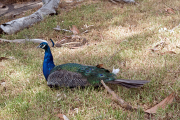 peacock
