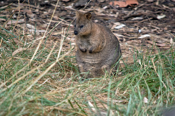 quokka on its hind legs