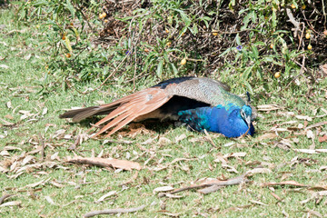 peacock resting
