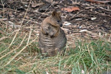 quokka on its hind legs