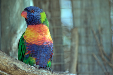 this is a close up of a rainbow lorikeet