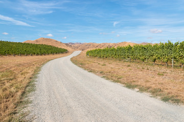 Fototapeta na wymiar gravel road meandering across New Zealand vineyards landscape