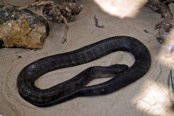 a deadly tiger snake