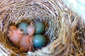 newly hatched, not operaonline Chicks sleeping in nest with eggs