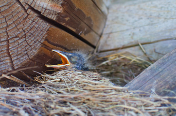 chick in the nest attached to the wall of an old log house asks to eat