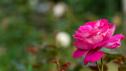 Beautiful rose flower in garden also with nice background color