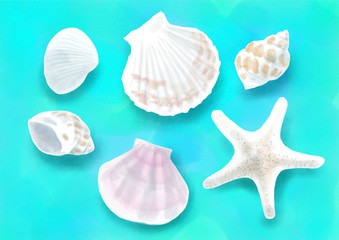 貝殻のイメージ