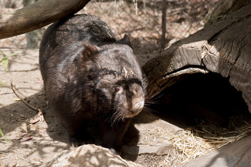 Obraz premium a common wombat
