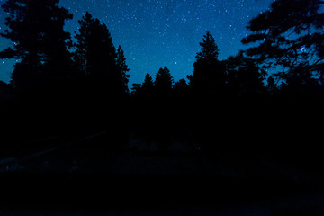 starry night + trees