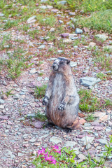 Hoary Marmot posing in the hiking trail to Hidden Lake Overlook.Glacier NP.Montana.USA