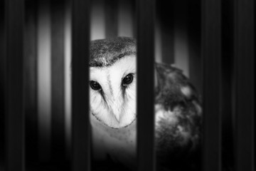 photo of owl in cage, illegal contraband of animals.