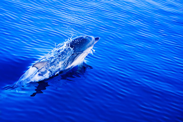 A single  dolphin jumps into the air from the deep blue sea in the Aegean Sea, Kikladhes archipelagous, Greece - Image