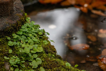 ivy green leaves with blurred background