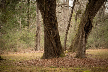 tree with moss and bokeh background