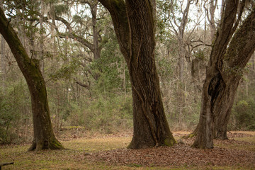 Fototapeta premium tree with moss and bokeh background