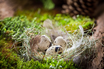 Closeup of small eggs for Easter on moss in forest