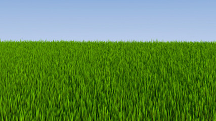 Grass field and blue sky 3D illustration