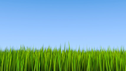 Grass field and blue sky 3D illustration