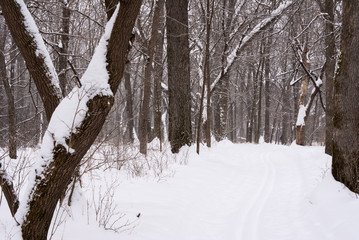 Snow covered cross country ski trail surrounded by snow covered trees on both sides