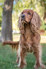 Golden spaniel dog posing outside in the park