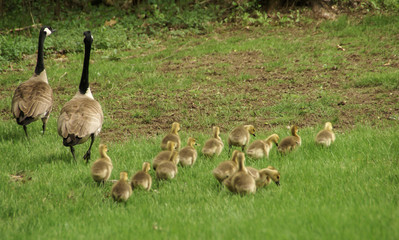 Two adult Canadian geese with 16 goslings walking away in the green grass
