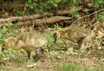 Four Canadian goslings walking in the grass and dead leaves