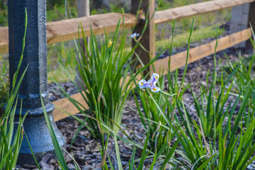 Obraz premium White and Blue Iris, ‎Asparagales, ‎Iridaceae, ‎Plantae