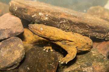 Eastern Hellbender - Cryptobranchus alleganiensis
