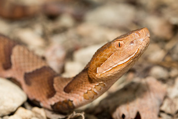 Closeup of a northern copperhead - Agkistrodon contortrix mokasen
