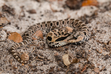 Eastern hognosed snake - Heterodon platyrhinos