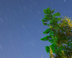 Star trails on a beautiful clear summer night with pine trees - long exposure taken off Hungry Jack Lake on the Gunflint Trail in Northern Minnesota