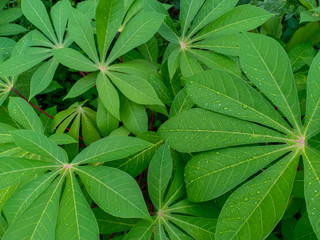 Cassava Leaves Background