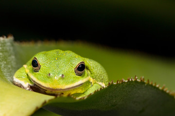 Barking treefrog hiding in a leaf - Hyla gratiosa