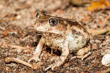 Eastern spadefoot - Scaphiopus holbrookii
