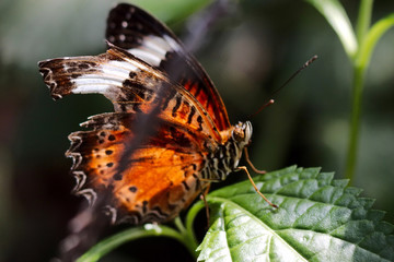 Orange Lace wing Butterfly with Wings Close