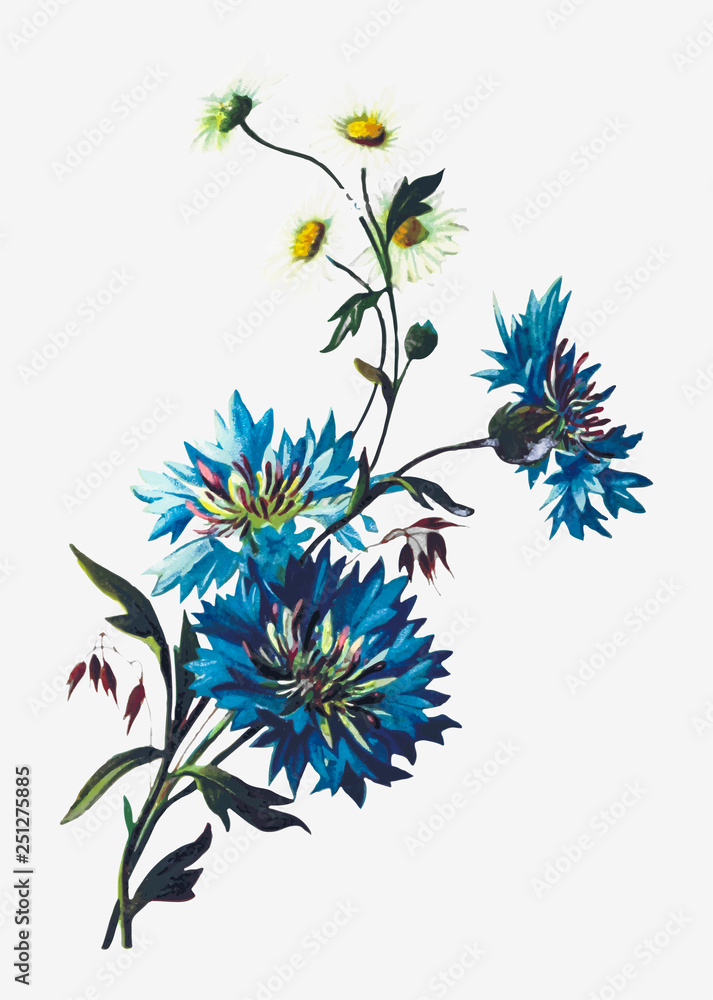 Wall mural daisy and cornflowers