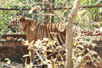Naklejka na ściany i meble tiger tigress standing near a steel net