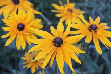 yellow flowers on a background