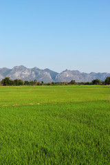 Green rice field crop with mountain and blue sky in background , Agriculture in Thailand