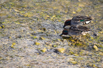 仲良く餌を探すコガモ