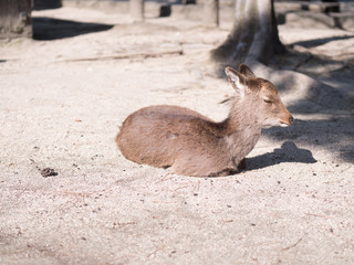 宮島のシカ