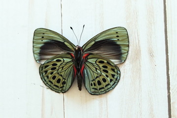 Fototapeta na wymiar Butterfly on Wood