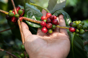 Hand holding ripe coffee bean,Worker harvest Arabica Coffee Bean from coffee Tree