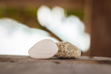 beautiful seashell and coral on wooden table 