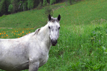 Obraz na płótnie Canvas Gray horse on a blooming Altai field